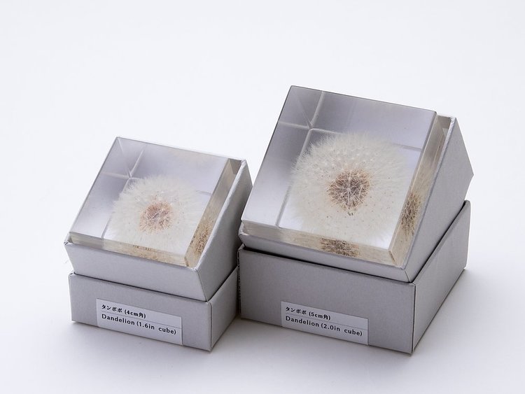 SOLA Dandelion - Large