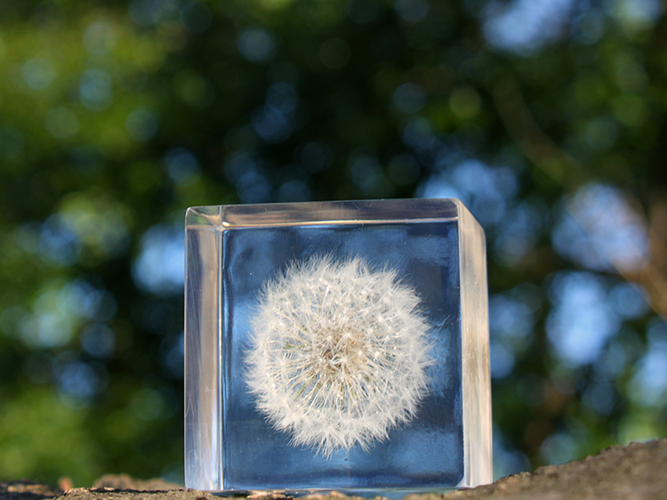 SOLA Dandelion - Large