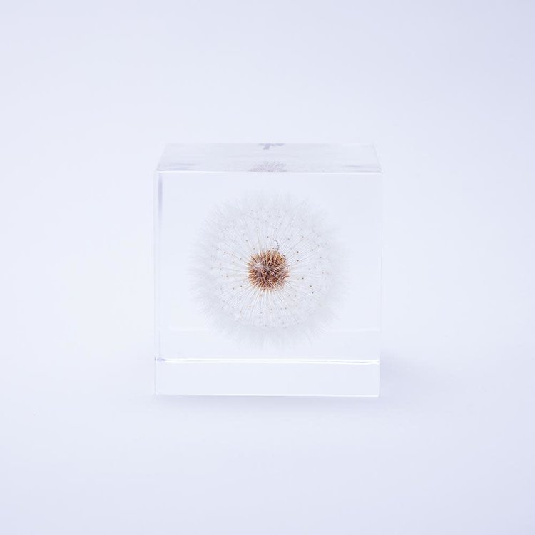 SOLA Dandelion - Large