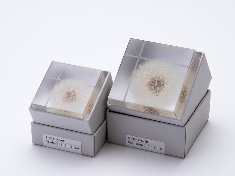 SOLA Dandelion - Large