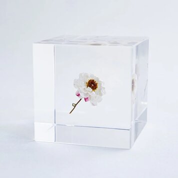 SOLA Chamomile Sunray