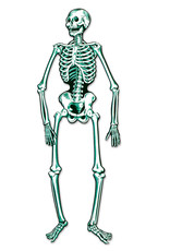 Jointed Skeleton 4' 7"