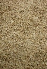 Creeping Red Fescue Grass Seeds