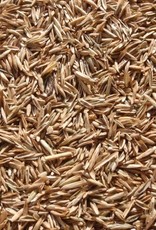 Quick draw turf type annual rye, 50 lb. Bag cool / winter seed temp