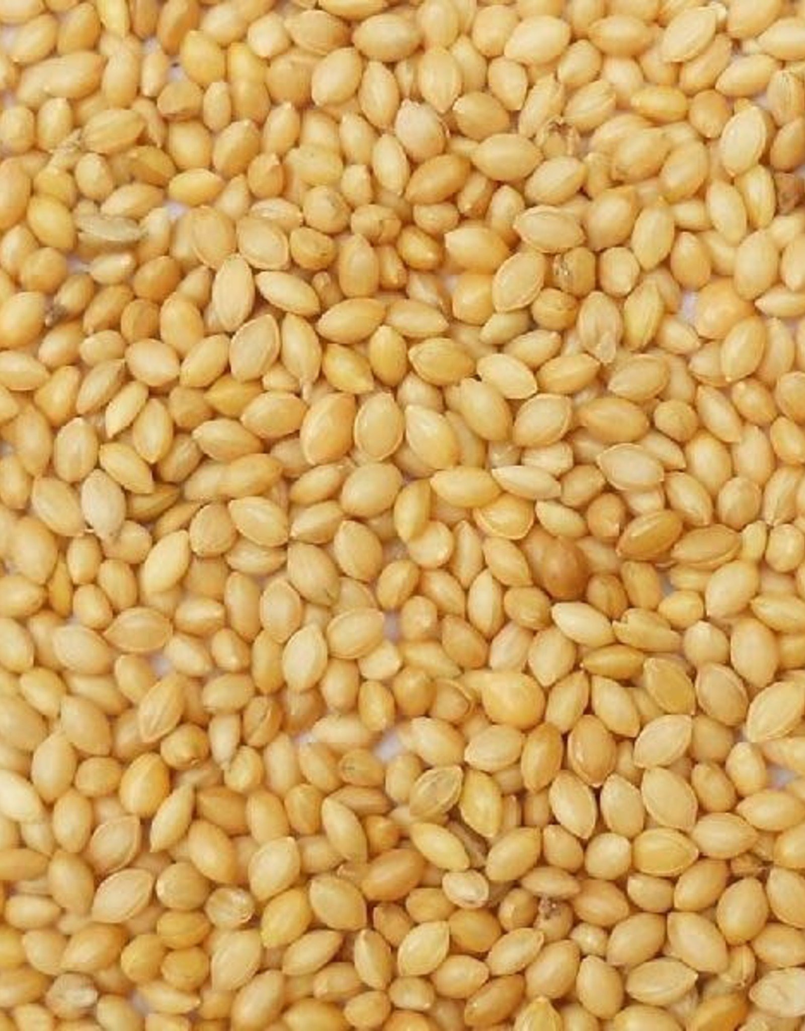 Golden German Foxtail Millet Seeds, 50lb. Bag warm temp seed