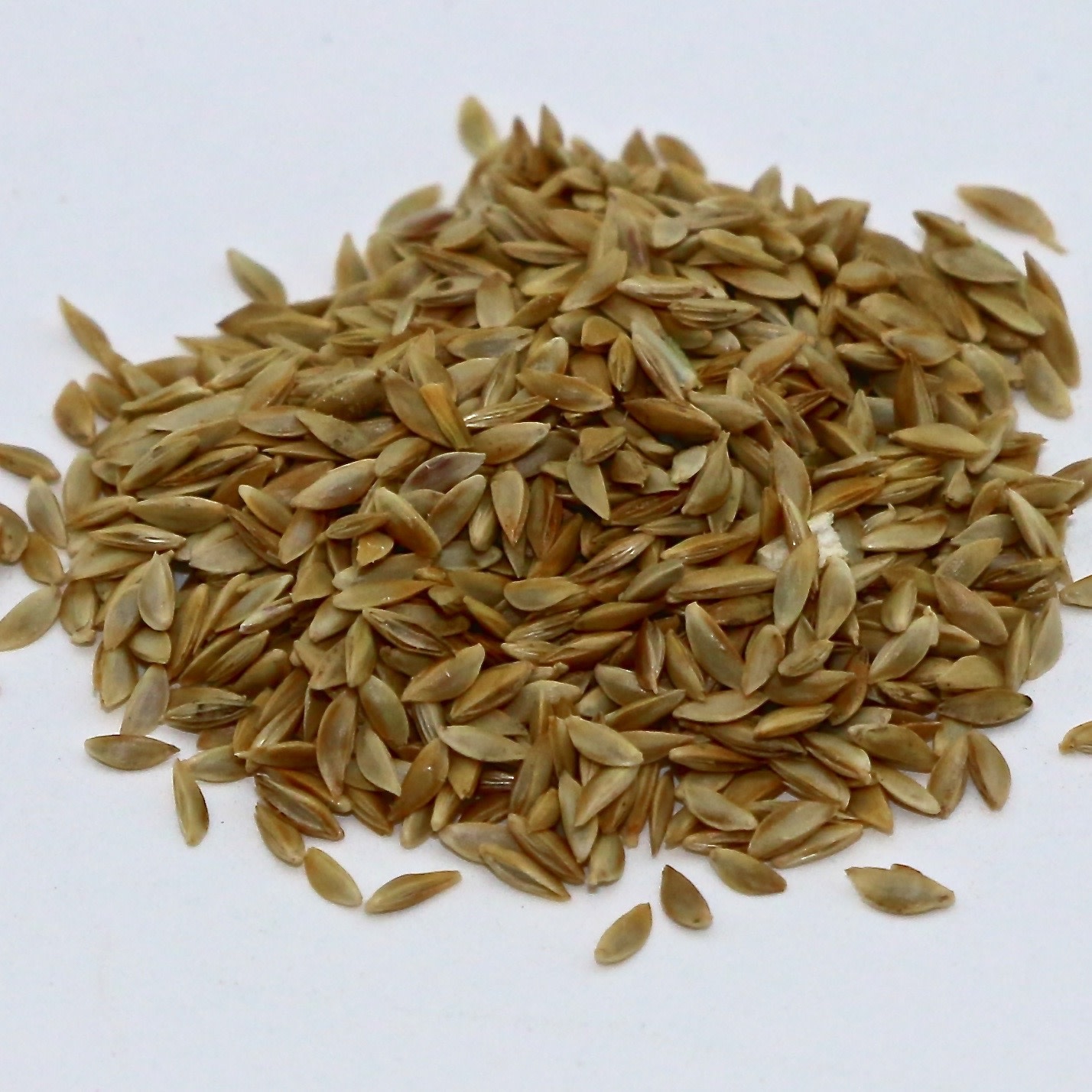 bermuda grass seed