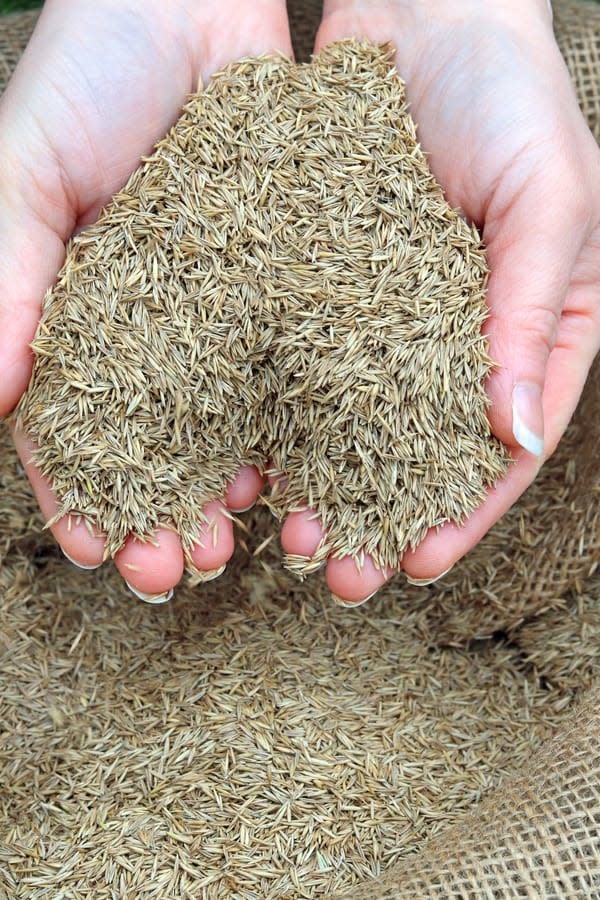 Perennial Rye Grass Seeds 50 lb. Bag Blend Silt Management Supplies, LLC.