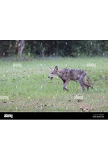 2025 Peak Ugliest Coyote side pot