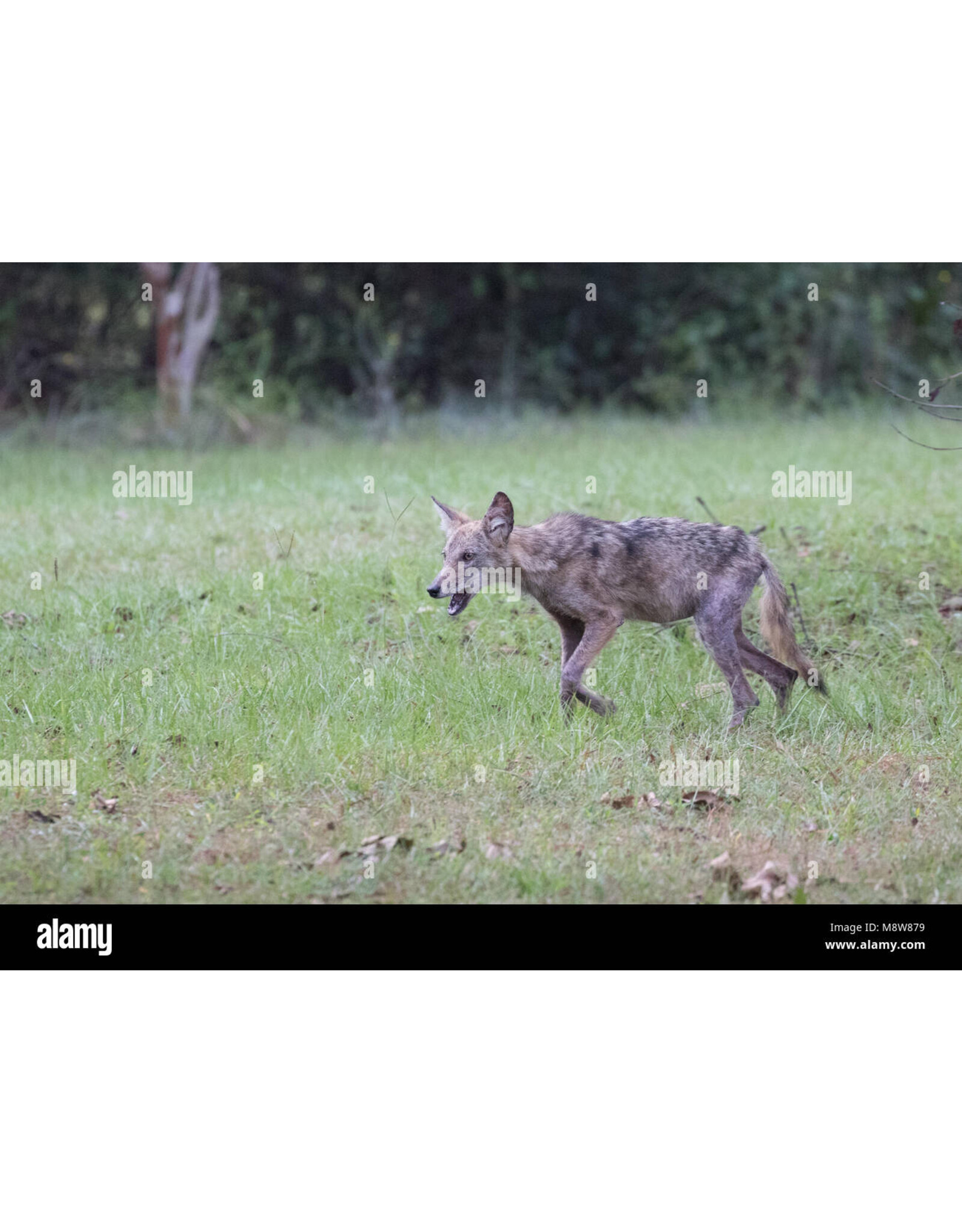 2025 Peak Ugliest Coyote side pot