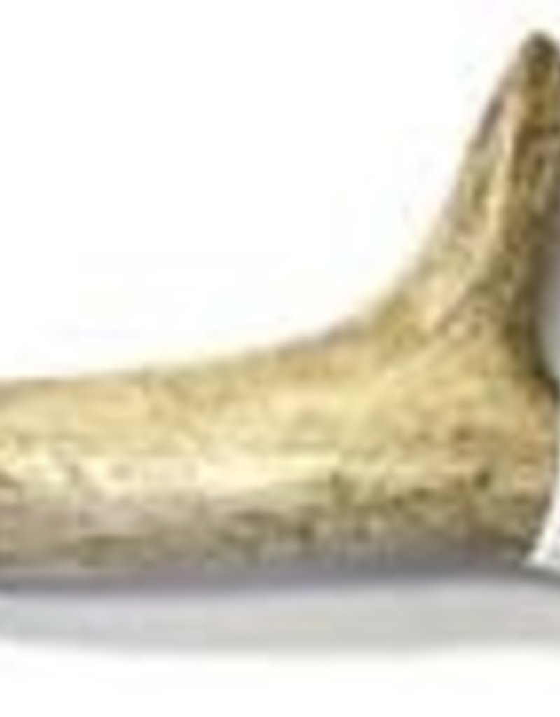 Tuesday's Natural Dog Company Tuesday's Natural Dog Company Antlers
