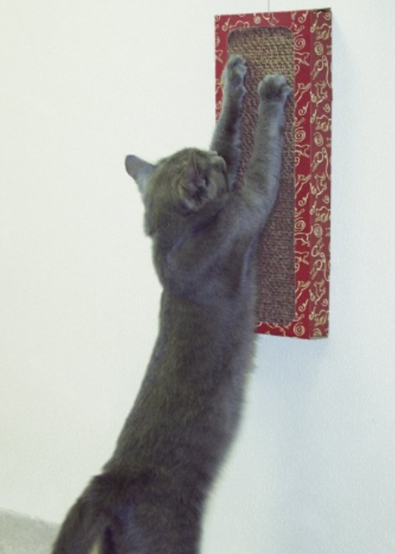 Cat Dancer Cat Dancer Wall Scratcher