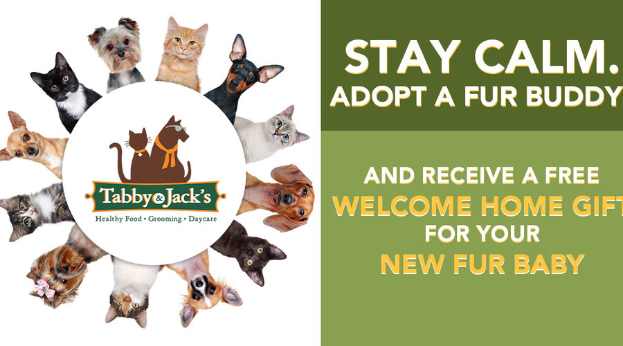 CLEAR THE SHELTERS MONTH | Free Gift Basket from Tabby & Jack's