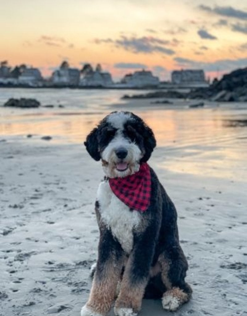 Tall Tails Tall Tails Winter Bandana Red Plaid