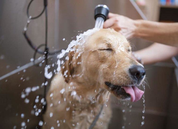 Grooming Shampoos and Supplies