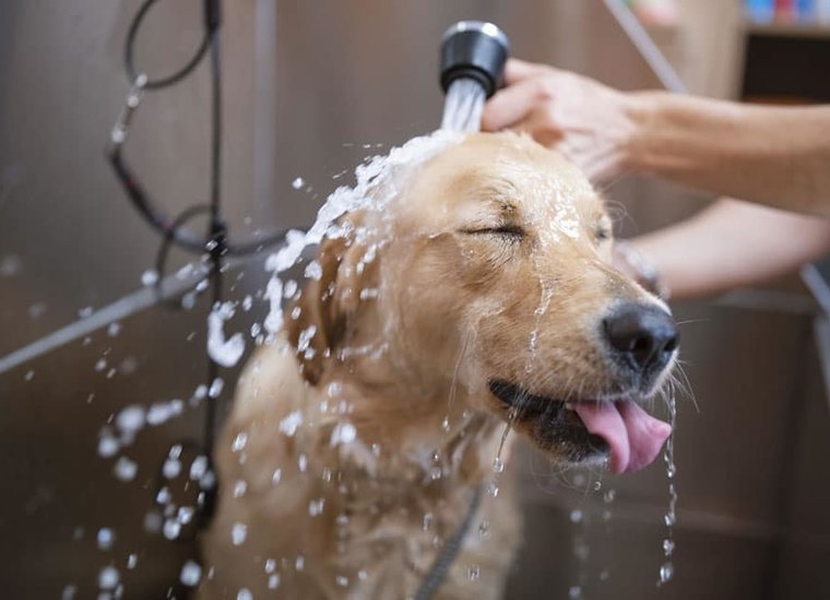Pet Grooming Shampoos and Supplies
