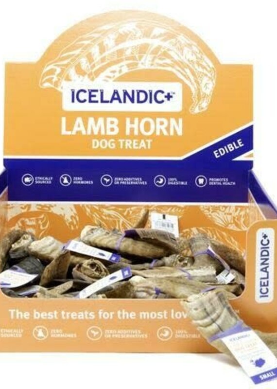 Icelandic Icelandic Lamb Horn