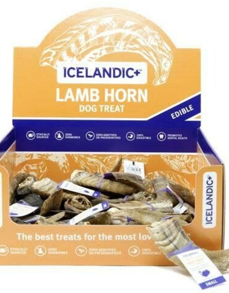 Icelandic Icelandic Lamb Horn
