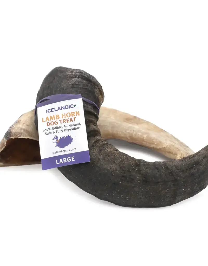 Icelandic Icelandic Lamb Horn