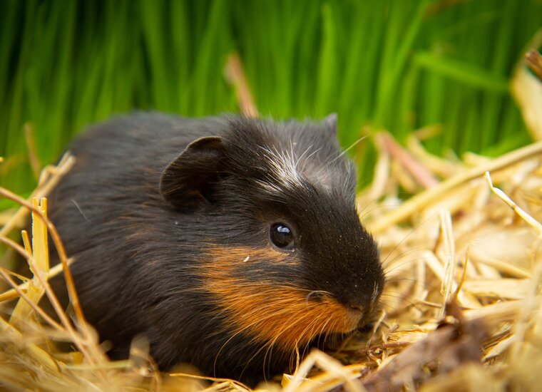 Small Pet