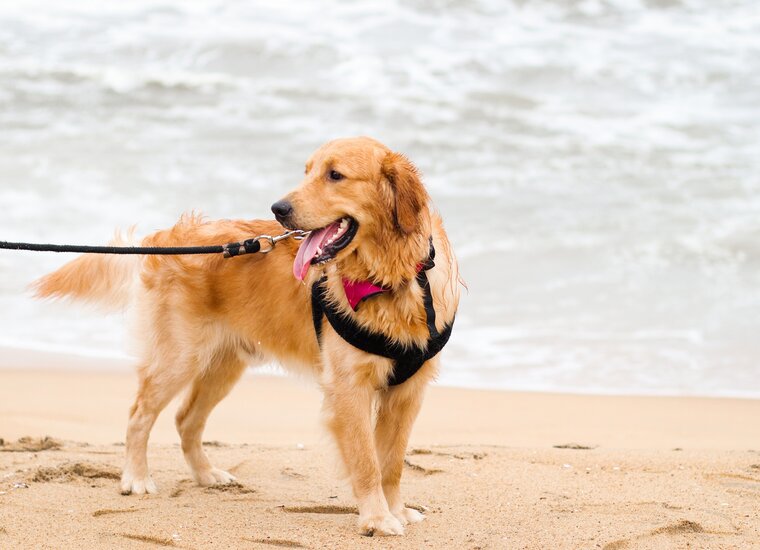 Collars, Harnesses and Leashes