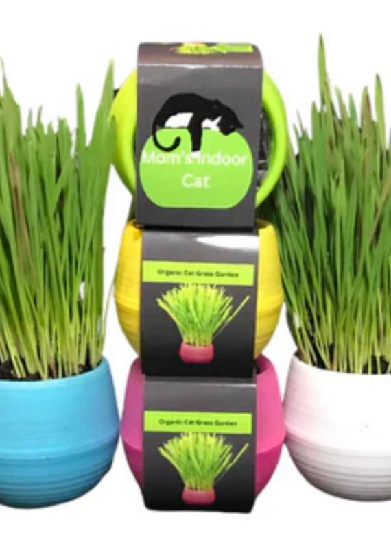 Mom's Indoor Cat Mom's Indoor Cat  Grass Garden