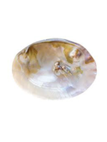 Radiant Pearl Clam Shell