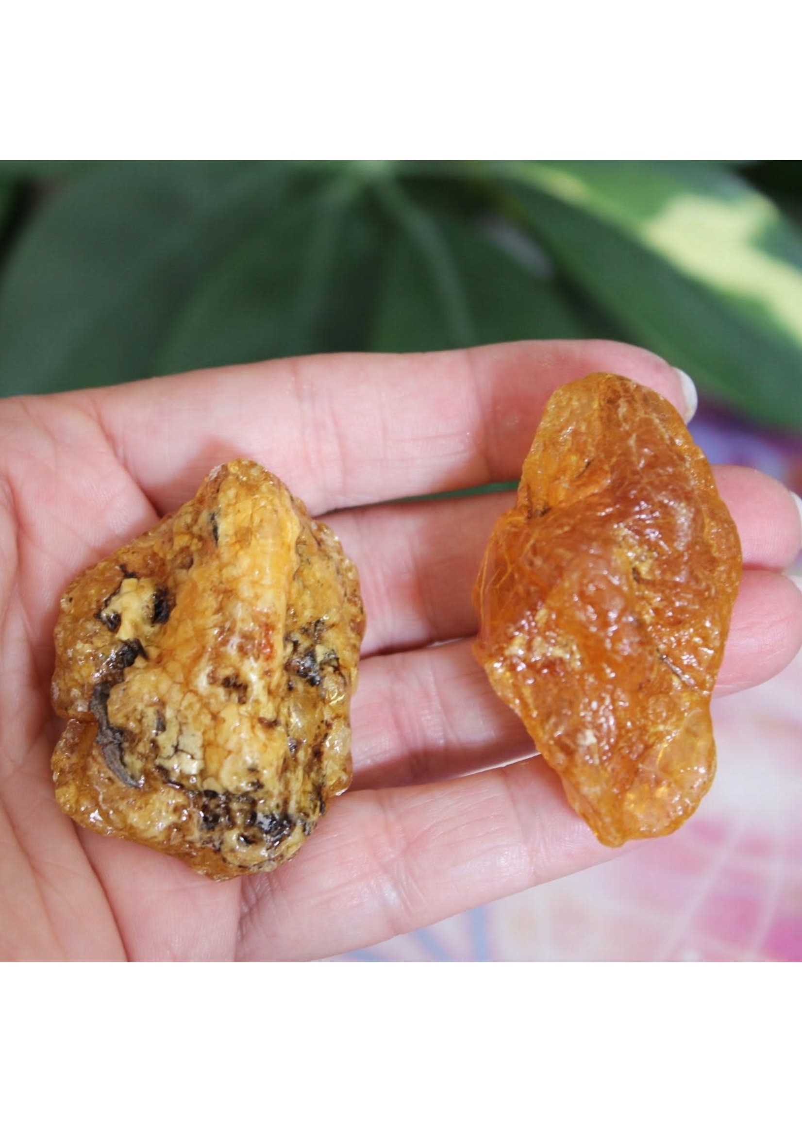 Kaurilite Amber - New Zealand RARE