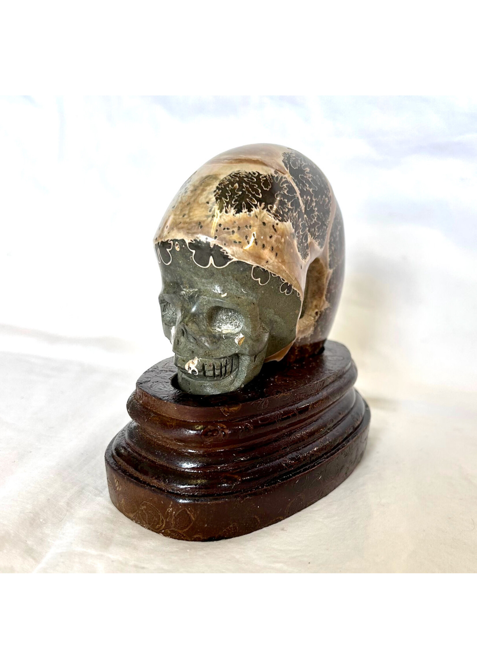 Ammonite Skulls for evolution and growth