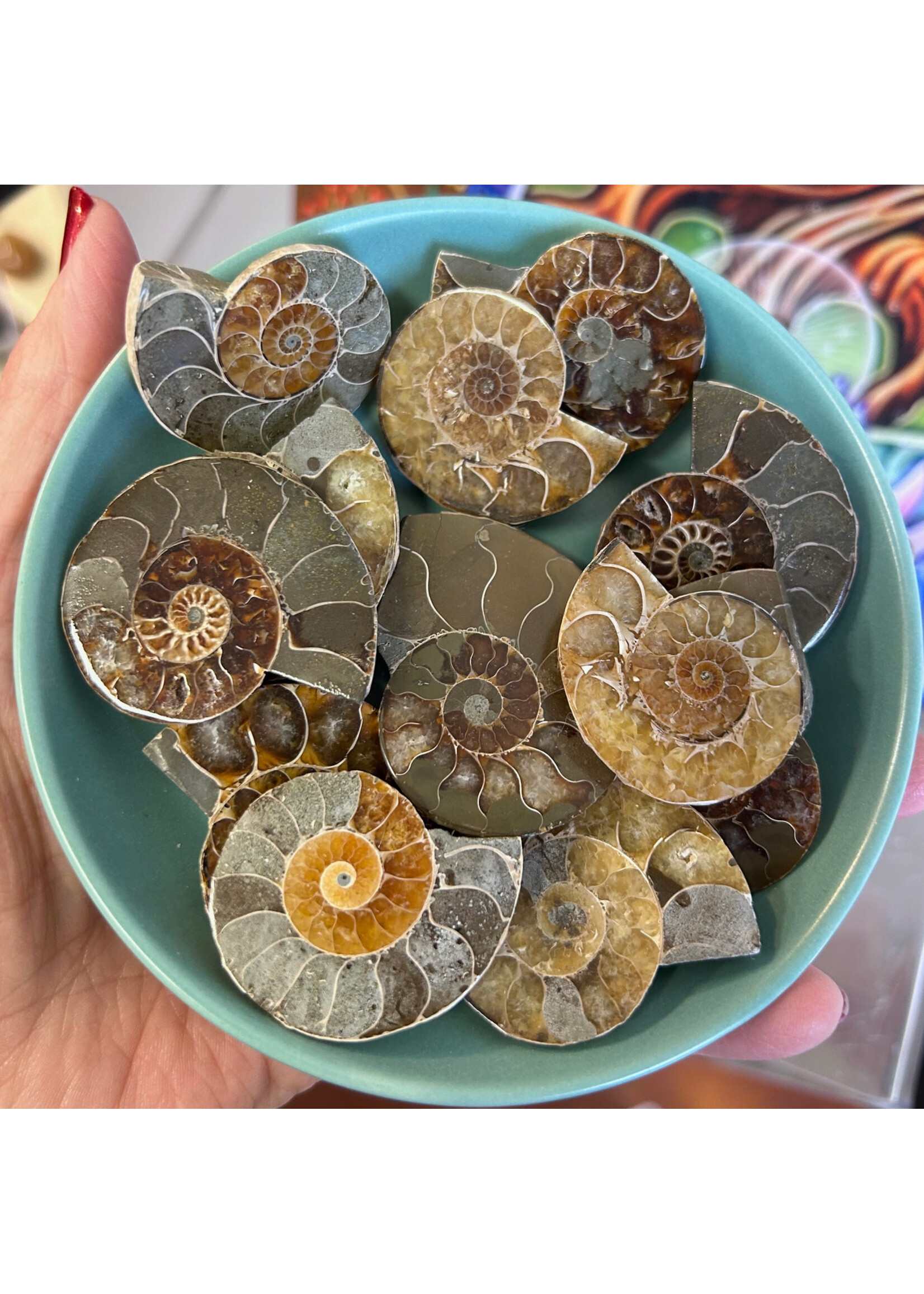 Ammonite for transformation