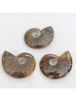 Ammonite for transformation
