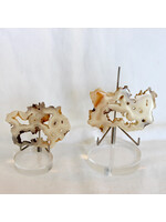 Mystical Indonesian Agate