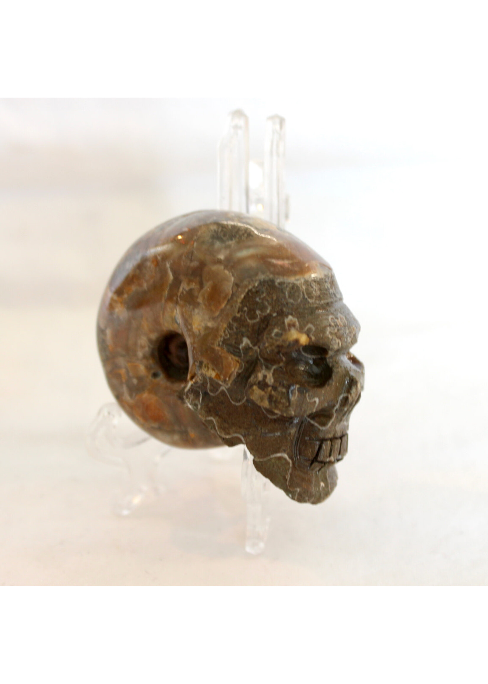 Ammonite Skulls for evolution and growth
