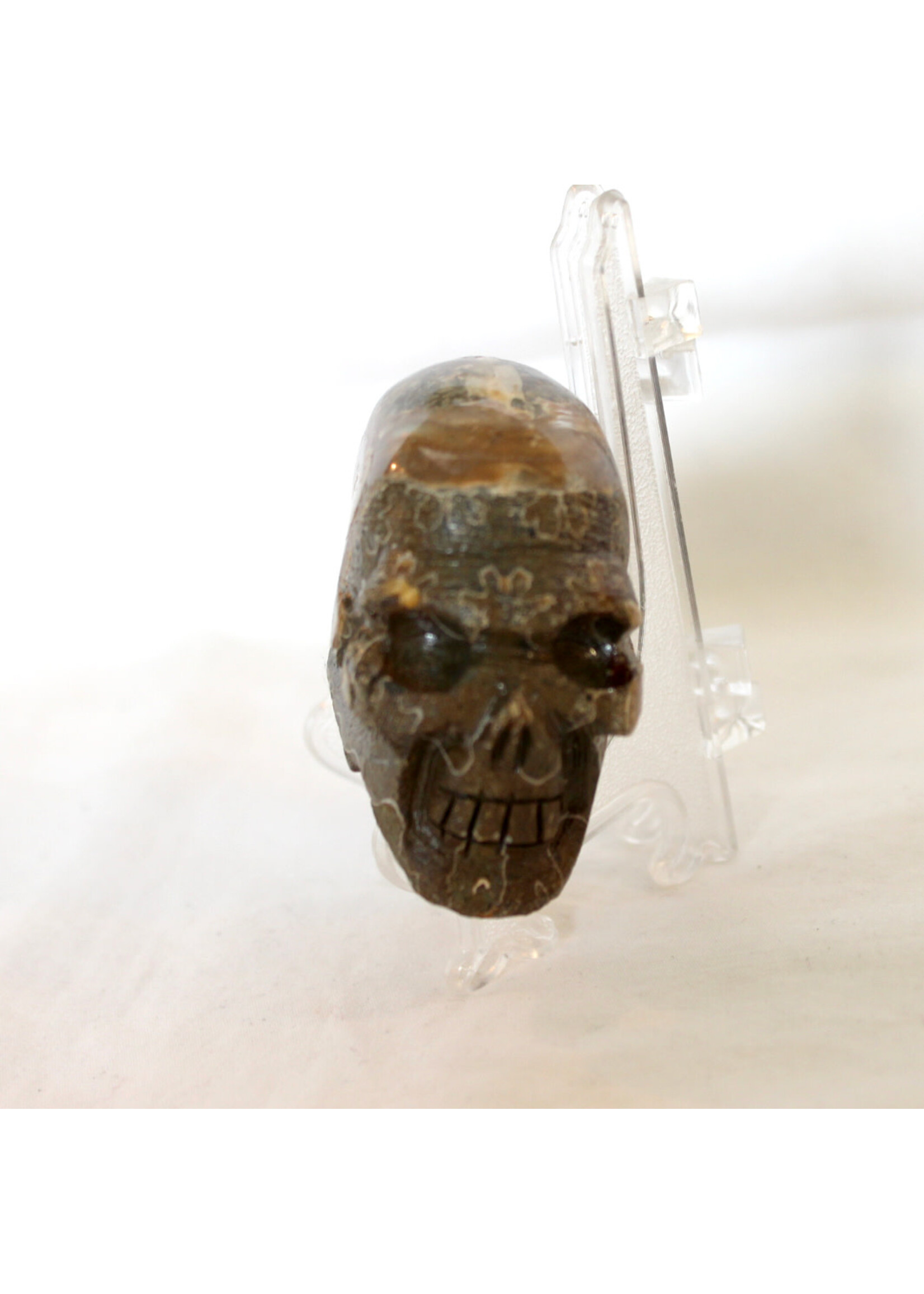 Ammonite Skulls for evolution and growth