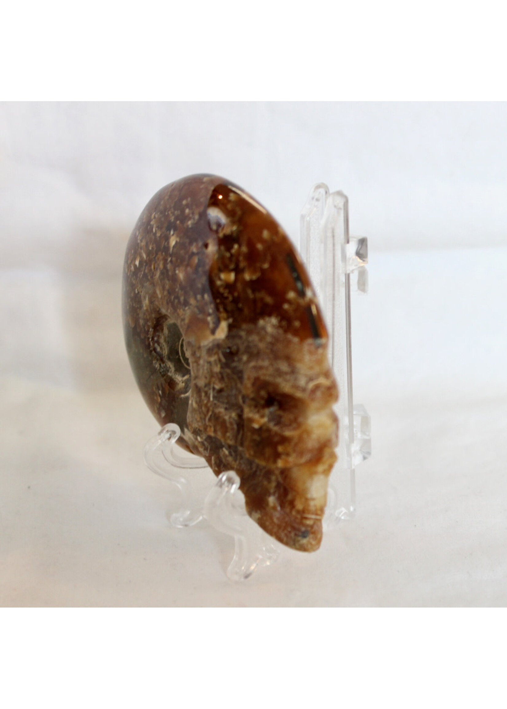 Ammonite Skulls for evolution and growth