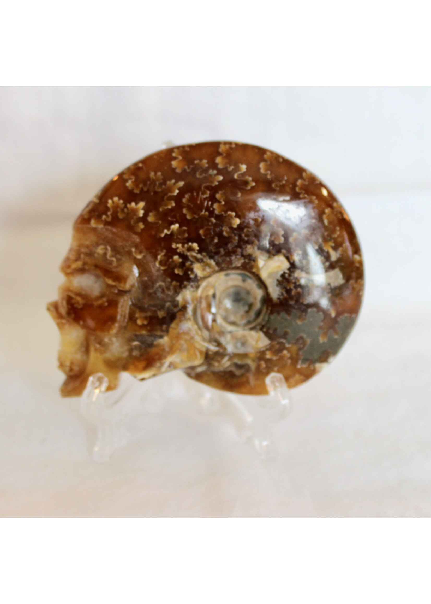 Ammonite Skulls for evolution and growth