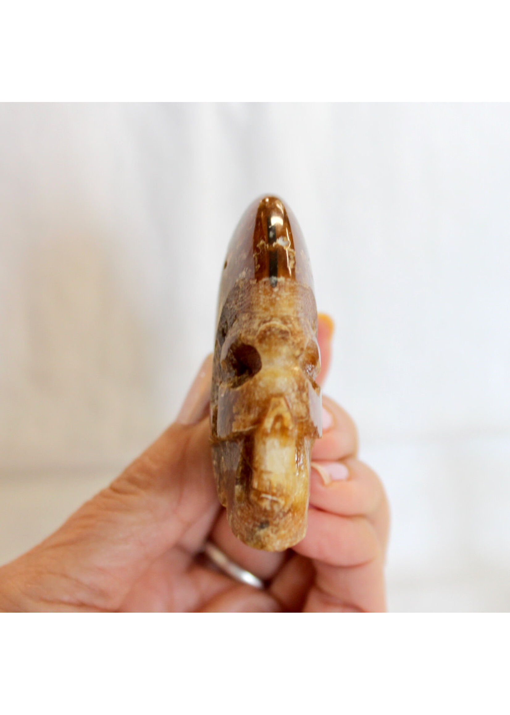 Ammonite Skulls for evolution and growth