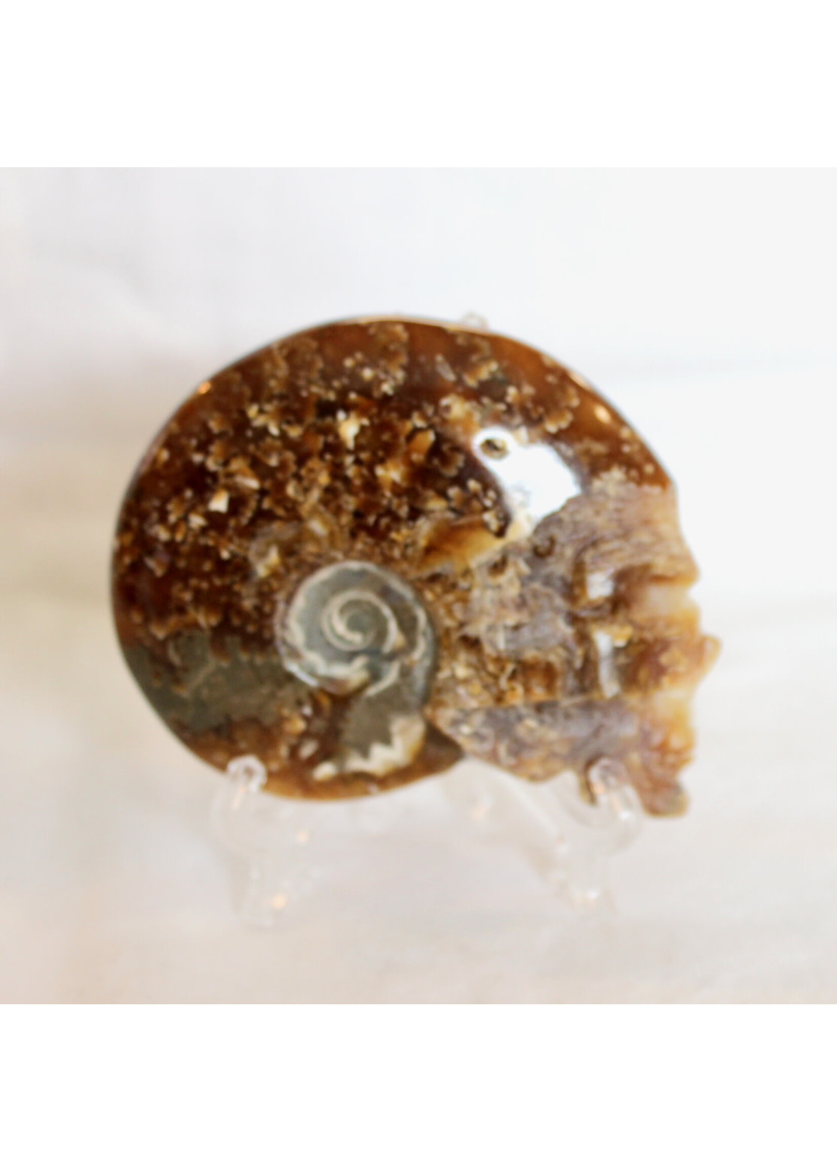 Ammonite Skulls for evolution and growth