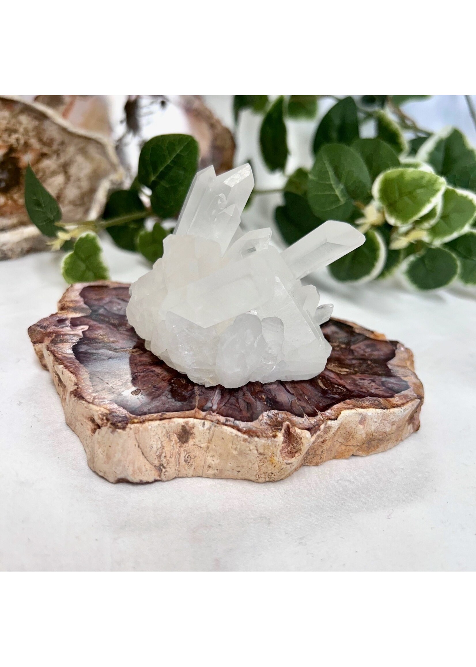 Petrified Wood Slabs for transformation