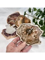 Petrified Wood Slabs for transformation