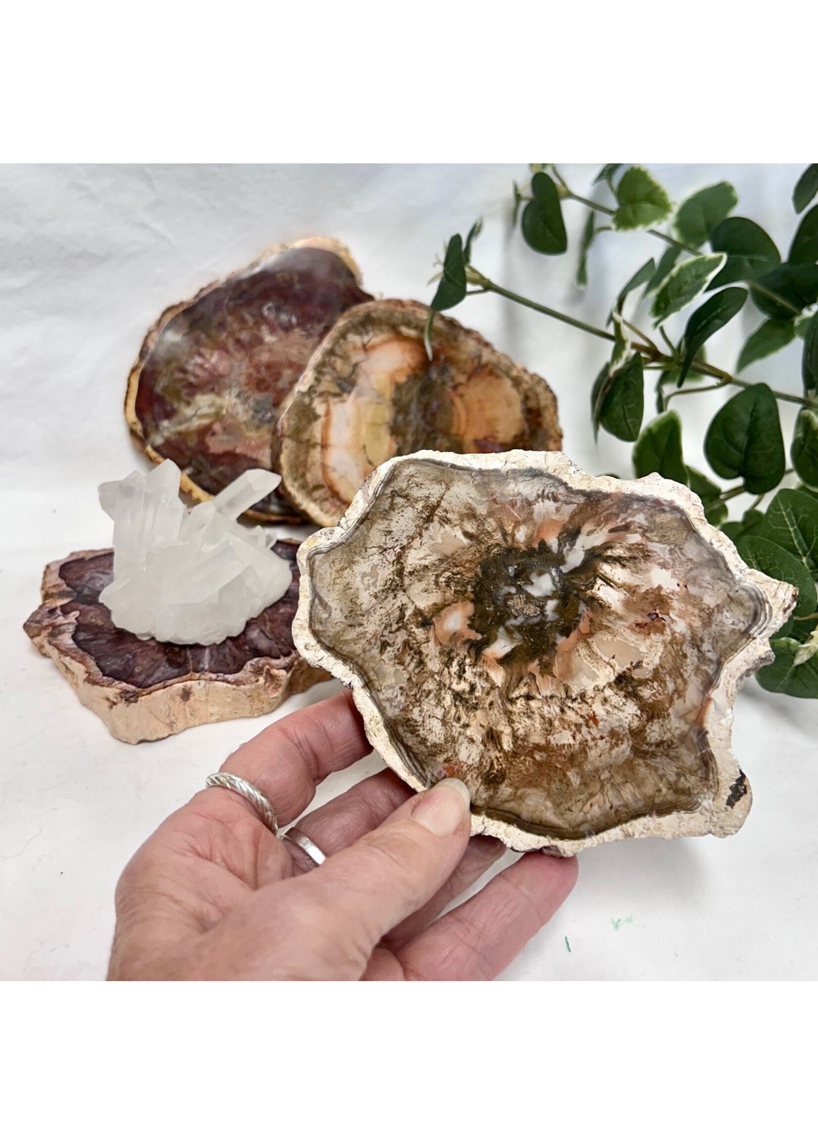 Petrified Wood Slabs for transformation