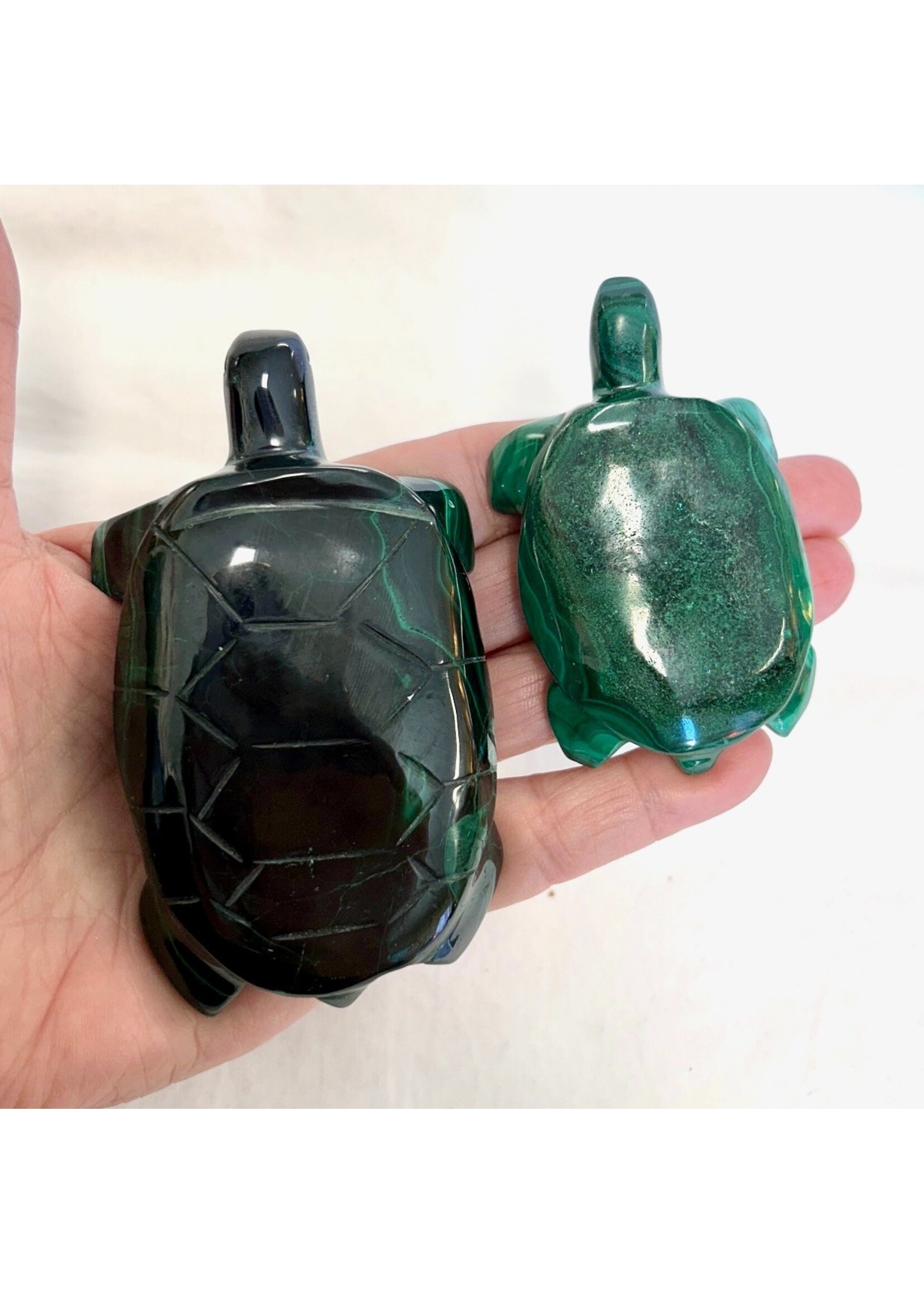 Malachite Turtles to go at your own pace