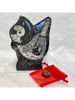 Crystal Goddess Class 59  Fossils - Ancient Life Preserved in Time