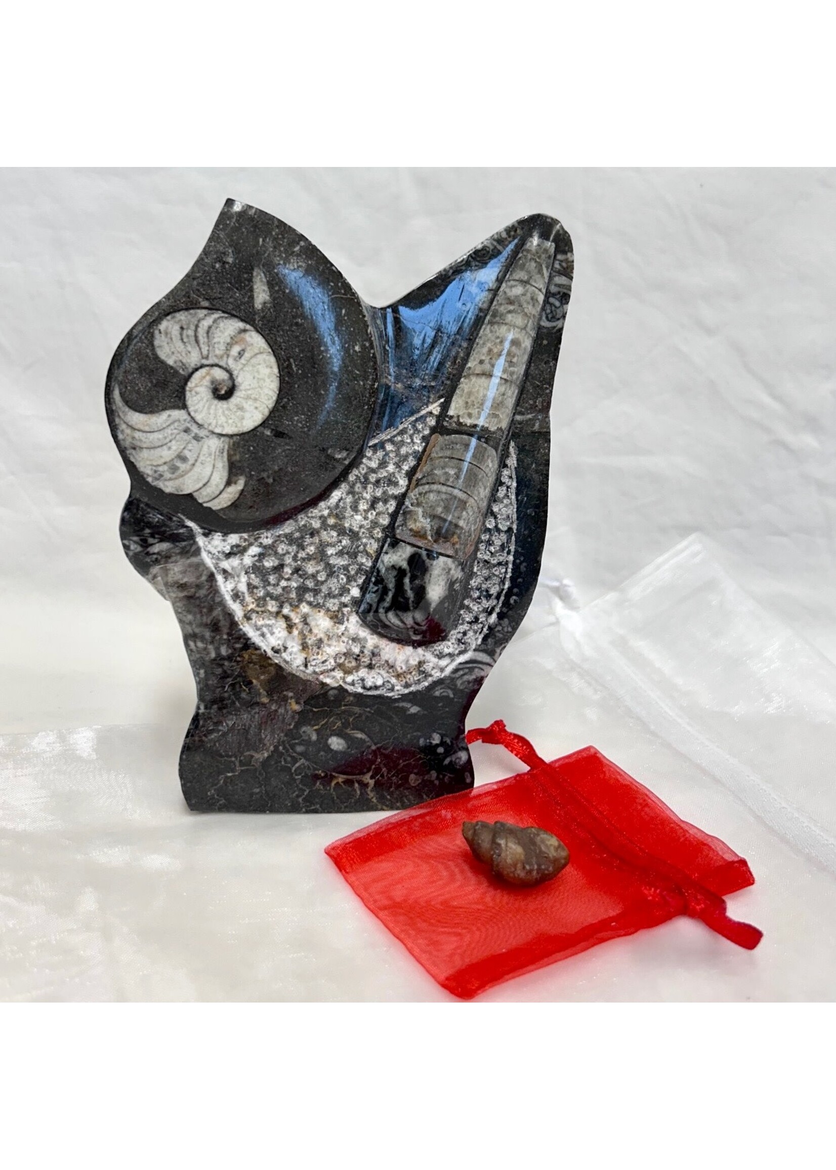 Crystal Goddess Class 59  Fossils - Ancient Life Preserved in Time