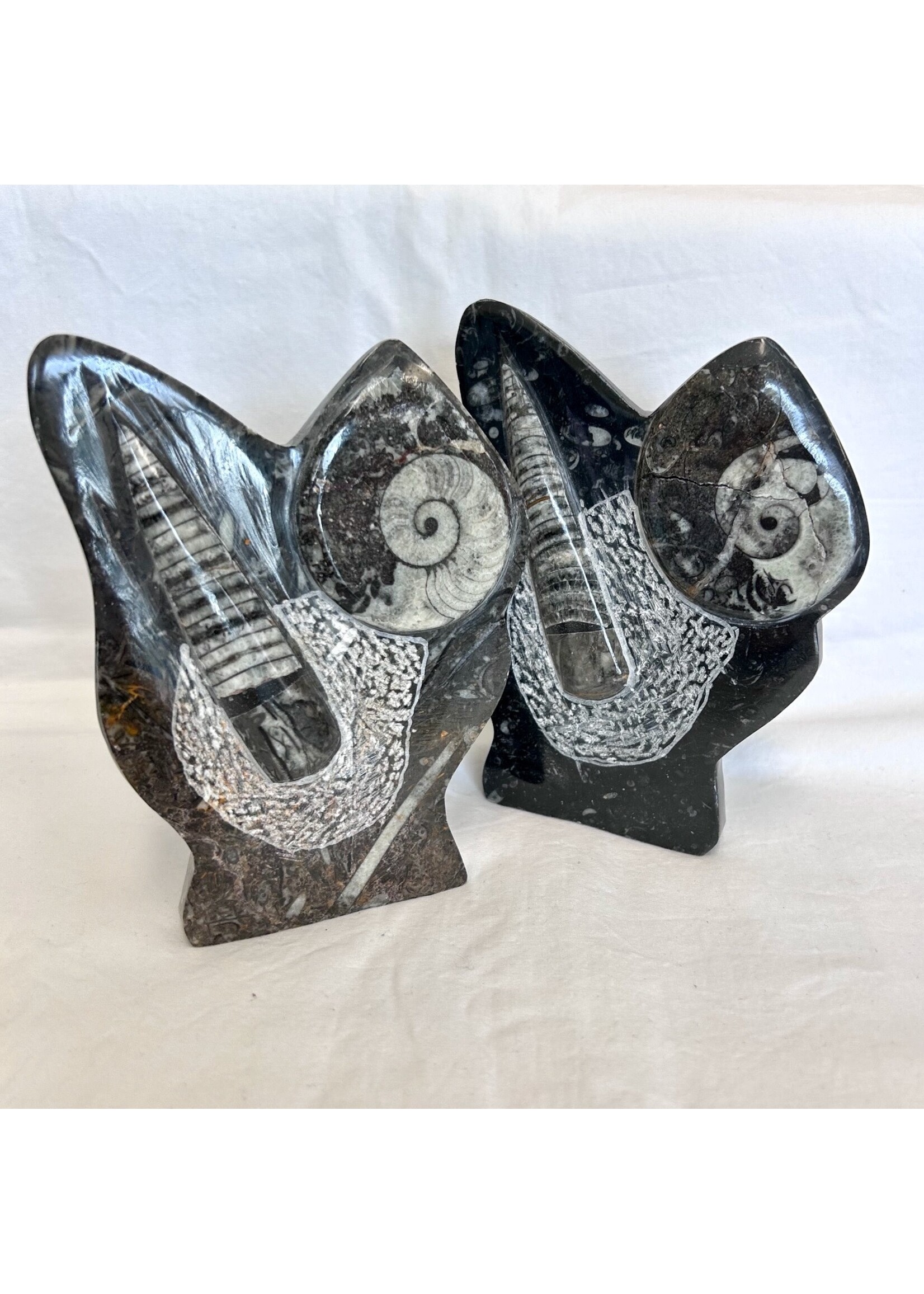 Orthoseras and Ammonite Fossil Sculptures