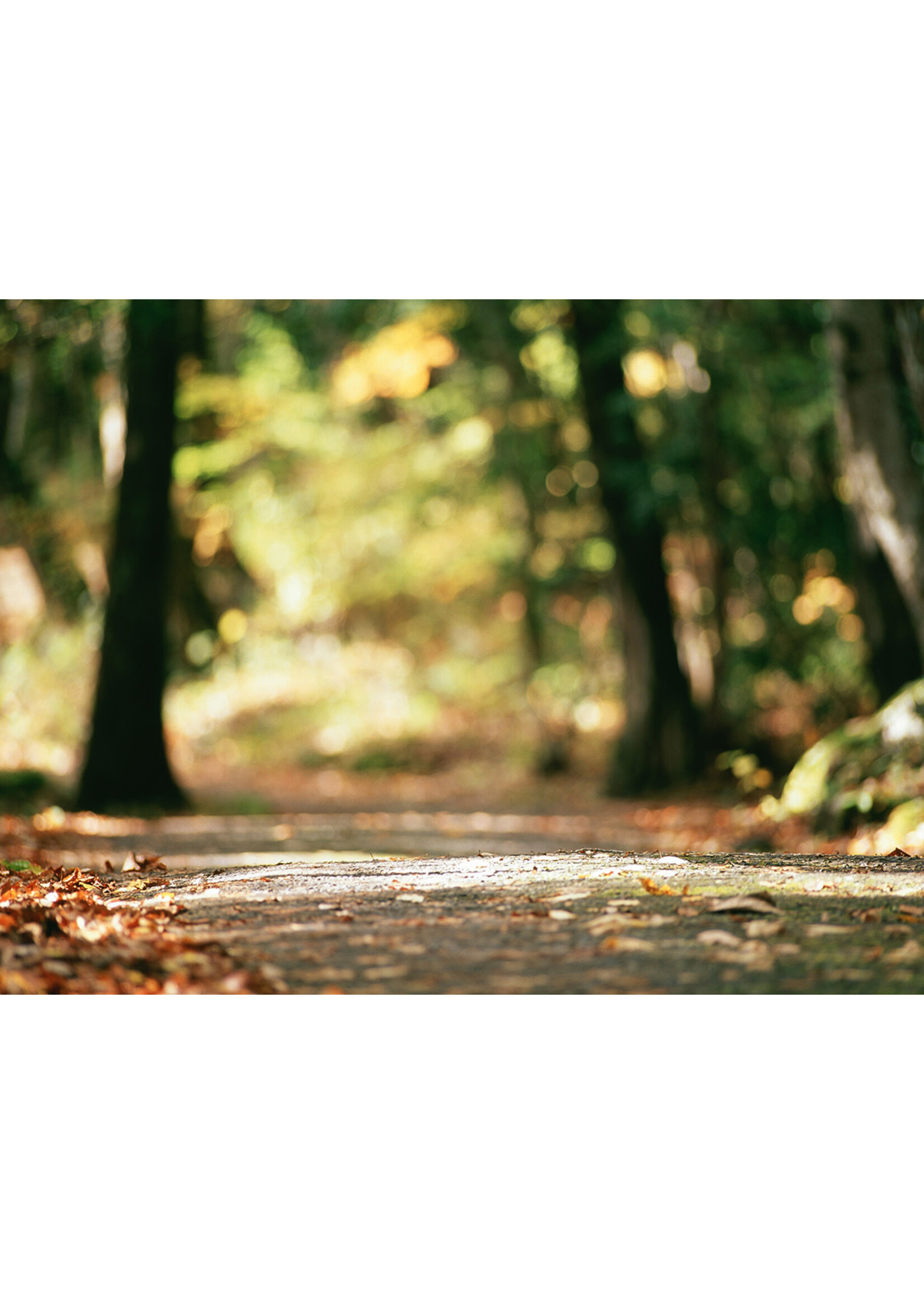 Soul Retrieval:  A Guided Journey to Wholeness
