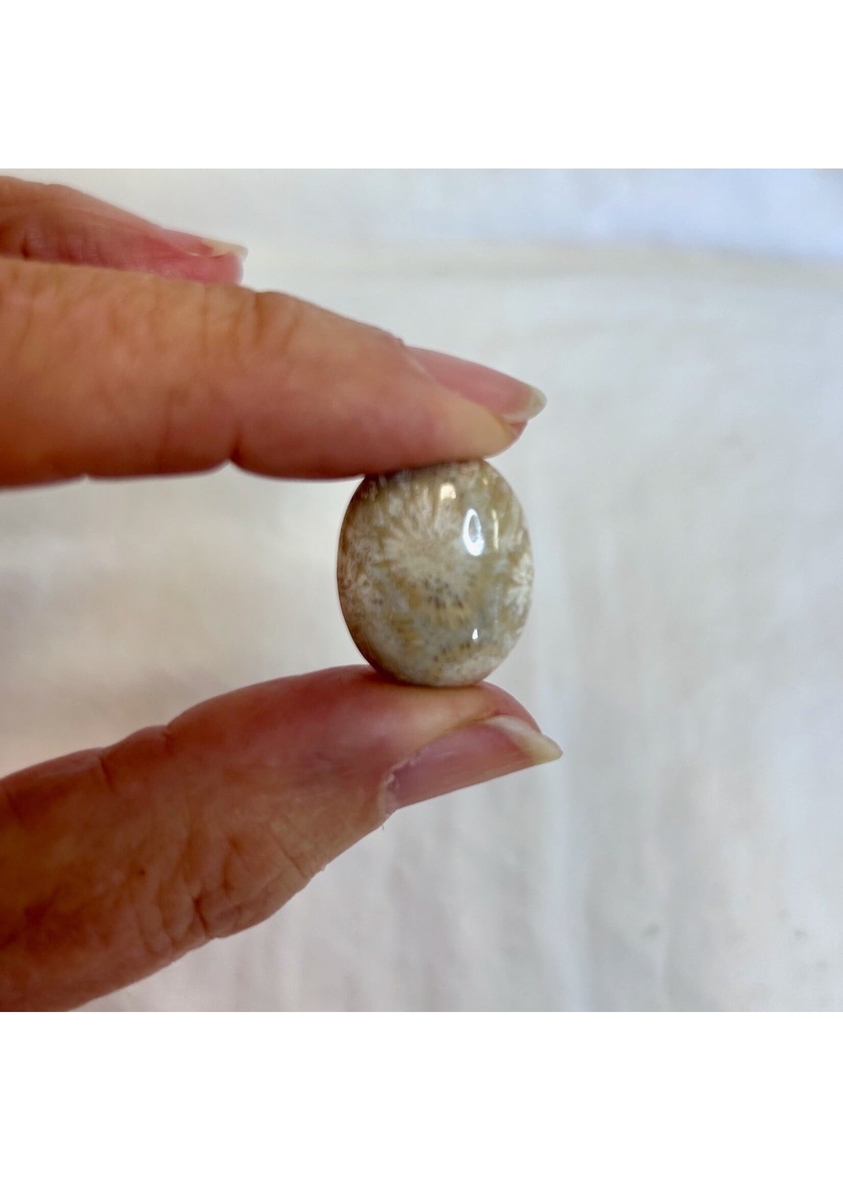 Fossilized Coral Polished