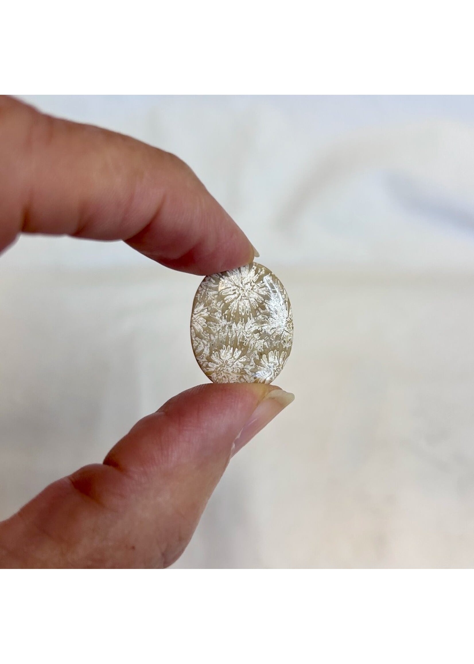 Fossilized Coral Polished