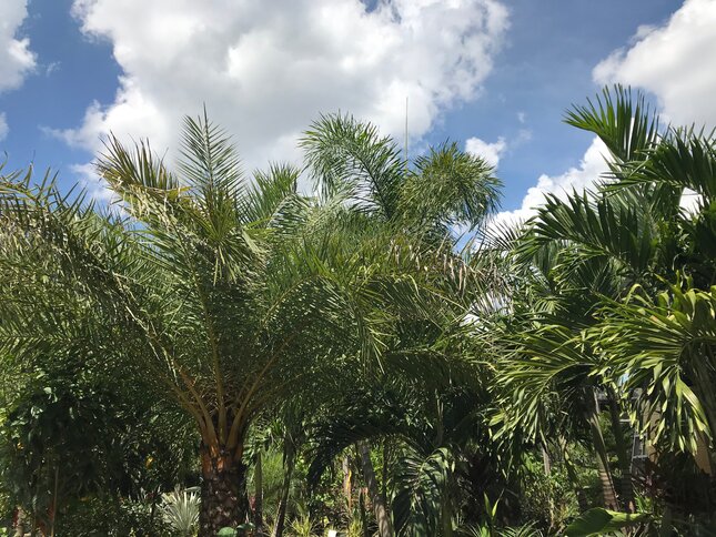 Palm Trees that will Grow in the Saint Petersburg Florida Area