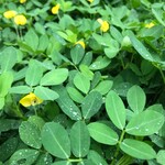 Ground Cover Plants