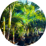 Container Grown Palms